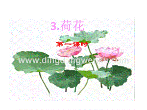 部編人教版小學語文三年級下冊荷花課件