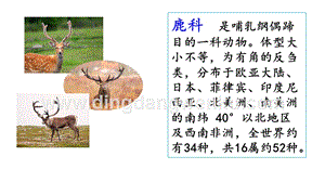 部編人教版小學語文三年級下冊 鏈接1：鹿和獅子 課件