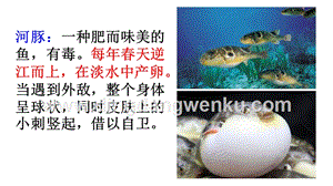 部編人教版小學(xué)語文三年級下冊鏈接2：河豚課件