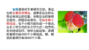 部編人教版小學(xué)語文三年級下冊鏈接1：復(fù)眼課件