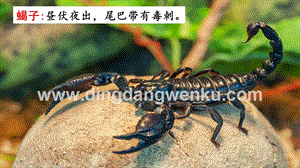 部編人教版小學語文六年級下冊鏈接1：蝎子課件