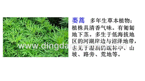 部編人教版小學語文三年級下冊 鏈接1：蔞蒿和蘆芽 課件