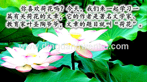 部編人教版小學語文三年級下冊3荷花課件