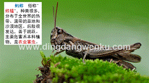 部編人教版小學語文三年級下冊鏈接5：土螞蚱課件