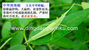 部編人教版小學語文三年級下冊鏈接4：尖頭綠螞蚱課件