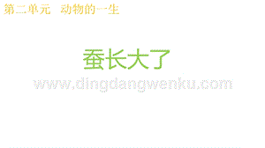 2020版教科版三年級下冊科學(xué)2.3蠶長大了 教學(xué)課件.pptx