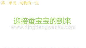 2020版教科版三年級下冊科學2.1迎接蠶寶寶的到來教學課件.pptx