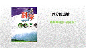 粵教版四年級下冊科學養分的輸送PPT課件.pptx