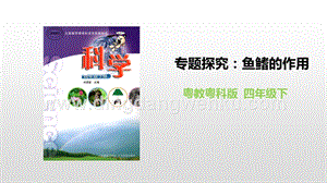 粵教版四年級下冊科學專題探究：魚鰭的作用PPT課件.pptx