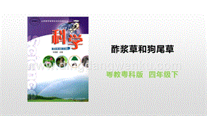粵教版四年級下冊科學 1.4 酢漿草和狗尾草 PPT課件.pptx