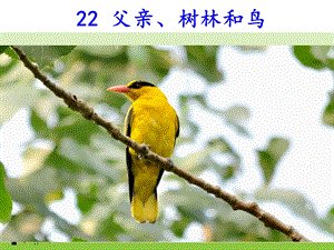 人教部編版三年級上冊語文22《父親、樹林和鳥》公開課課件（青海楊老師省級優課）.ppt