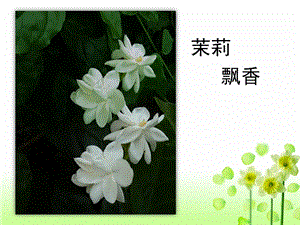 人音版八年級上冊音樂2.1《雪絨花》公開課課件（四川劉老師省優）.pptx