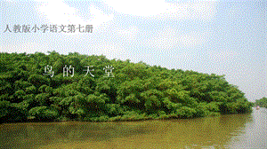 部編版五年級上冊語文《鳥的天堂》公開課課件（遼寧白老師市級優課）.ppt