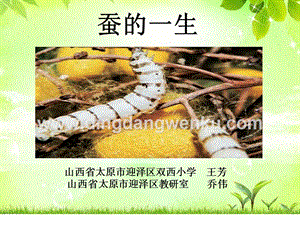 教科版三年級下冊科學(xué)蠶的一生教學(xué)課件.pptx