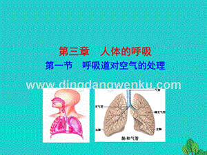 人教版七年級下冊生物4.3.1呼吸道對空氣的處理課件.ppt