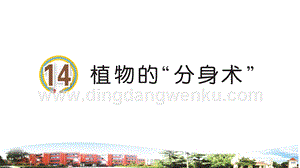 青島版小學(xué)科學(xué)三年級下冊14植物的分身術(shù)教學(xué)課件.ppt