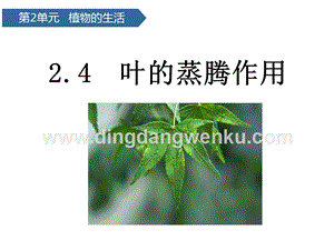 青島版（六三制）三年級上冊科學課件－第8課葉的蒸騰作用(共13張PPT).pptx