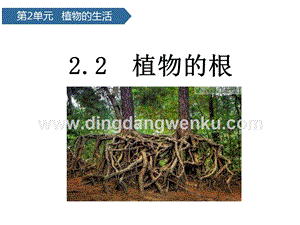 青島版（六三制）三年級上冊科學課件－第6課植物的根(共15張PPT).pptx