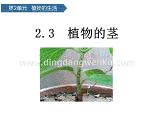 青島版（六三制）三年級上冊科學課件－第7課植物的莖(共15張PPT).pptx