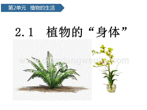 青島版（六三制）三年級上冊科學課件－第5課植物的“身體”(共13張PPT).pptx