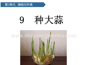 青島版（六三制）二年級上冊科學課件-第9課種大蒜(共11張PPT).pptx