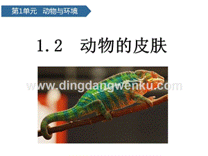 青島版（六三制）三年級上冊科學課件－第2課動物的皮膚(共17張PPT).pptx