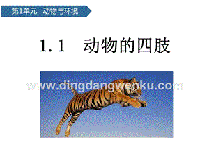 青島版（六三制）三年級上冊科學課件－第1課動物的四肢(共11張PPT).pptx