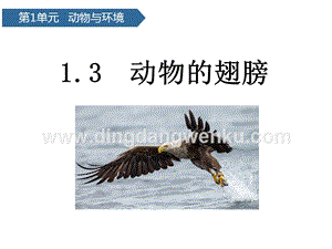 青島版（六三制）三年級上冊科學課件－第3課動物的翅膀(共13張PPT).pptx