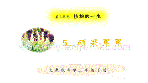 大象版三年級下冊科學3.5碩果累累.pptx
