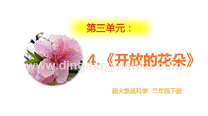 大象版三年級下冊科學《開放的花朵》.pptx