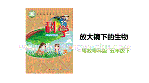 粵教粵科版五年級下冊科學放大鏡下的生物教學課件.pptx