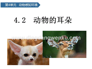 青島版二年級下冊科學第12課動物的耳朵教學課件.pptx