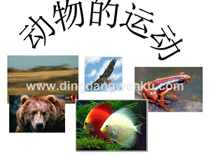 首師大版六年級上冊科學課件-10.動物的運動(共13張PPT).ppt