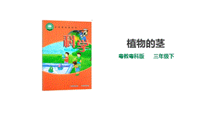 粵教粵科版三年級下冊科學第三單元第13課時《植物的莖》課件.ppt