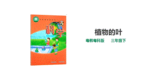 粵教粵科版小學科學三下第三單元第12課時《植物的葉》課件.ppt