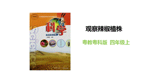 粵教粵科版四年級上冊科學《觀察辣椒植株》教學課件.pptx