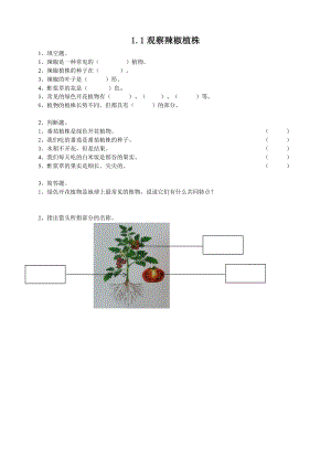 粵教粵科版四年級上冊科學《觀察辣椒植株》練習題附答案.doc