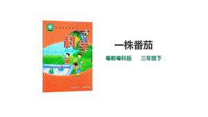 粵教粵科版小學(xué)科學(xué)三下第三單元第11課時《一株番茄》課件.ppt