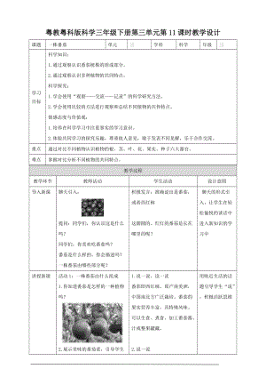 粵教粵科版小學(xué)科學(xué)三下第三單元第11課時《一株番茄》教案.doc