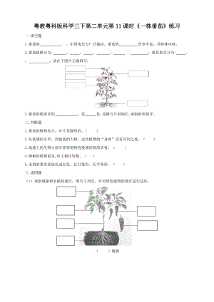 粵教粵科版小學(xué)科學(xué)三下第三單元第11課時《一株番茄》練習(xí)題附答案.doc