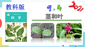 教科版四年級下冊科學1.4《莖和葉》課件.pptx