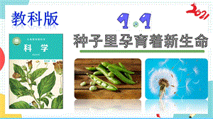 教科版四年級下冊科學1.1《種子里孕育著新生命》課件.pptx