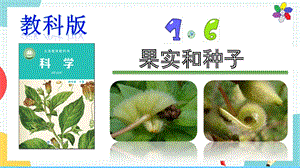 教科版四年級下冊科學1.6《果實和種子》課件.pptx