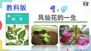 教科版四年級下冊科學(xué)1.8《鳳仙花的一生》課件.pptx