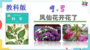 教科版四年級(jí)下冊(cè)科學(xué)1.5鳳仙花開花了課件.pptx