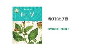 2021新教科版四年級下冊科學(xué)1.3《種子長出了根》課件（29張PPT）+教案+練習(xí)題