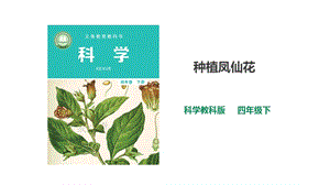 2021新教科版四年級下冊科學1.2《種植鳳仙花》課件（25張PPT）+教案+練習題