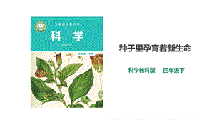 2021新教科版四年級下冊科學1.1《種子里孕育著新生命》課件（30張PPT）+教案+練習題