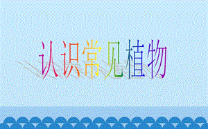 大象版一年級下冊科學2.1認識常見植物公開課課件（河南王老師）.ppt