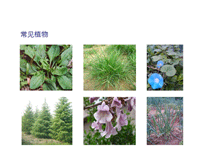 大象版一年級下冊科學2.1認識常見植物公開課課件（河南潘老師）.ppt
